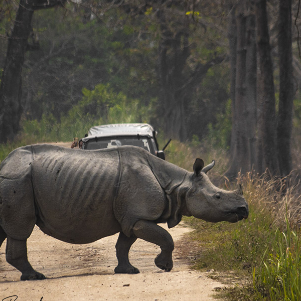 THE RHINO LAND TOUR.jpg